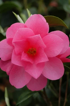 ROUÉ PÉPINIÈRES - Camélia fragrant joy - en pot de 2 litres