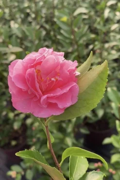 ROUÉ PÉPINIÈRES - Camélia fragrant joy - en pot de 2 litres