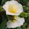 ROUÉ PÉPINIÈRES - Camélia 'gwenneth morey' - en pot de 1 litre