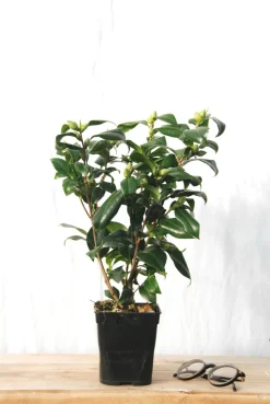 ROUÉ PÉPINIÈRES - Camélia 'gwenneth morey' - en pot de 1 litre