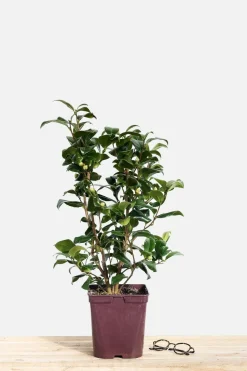 ROUÉ PÉPINIÈRES - Camélia 'gwenneth morey' - en pot de 1 litre