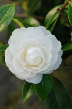 ROUÉ PÉPINIÈRES - Camélia 'jean paul ii' - en pot de 1 litre