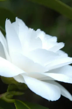 ROUÉ PÉPINIÈRES - Camélia 'jean paul ii' - en pot de 4 litres