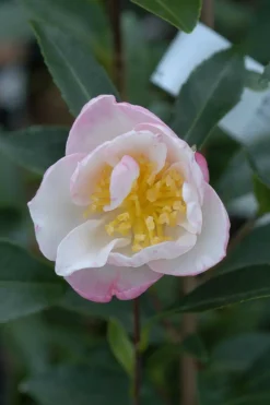 ROUÉ PÉPINIÈRES - Camélia 'jennifer' - en pot de 4 litres