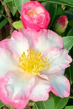 ROUÉ PÉPINIÈRES - Camélia 'jennifer' - en pot de 4 litres