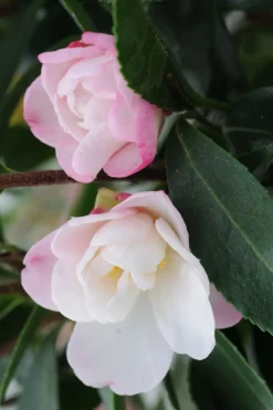 ROUÉ PÉPINIÈRES - Camélia 'jennifer' - en pot de 4 litres