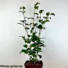 ROUÉ PÉPINIÈRES - Camélia 'mary williams' - en pot de 1 litre