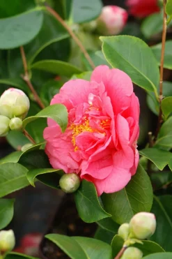 ROUÉ PÉPINIÈRES - Camélia 'mrs r.l. Wheeler' - en pot de 1 litre