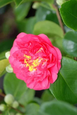 ROUÉ PÉPINIÈRES - Camélia 'mrs r.l. Wheeler' - en pot de 7.5 litres