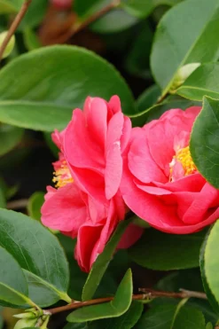 ROUÉ PÉPINIÈRES - Camélia 'mrs r.l. Wheeler' - en pot de 7.5 litres