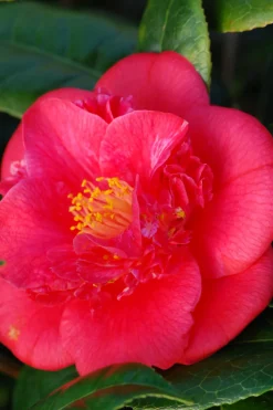 ROUÉ PÉPINIÈRES - Camélia 'red fellow' - en pot de 1 litre