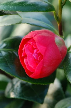 ROUÉ PÉPINIÈRES - Camélia 'red fellow' - en pot de 1 litre
