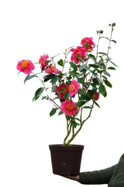 ROUÉ PÉPINIÈRES - Camélia 'souvenir de kerambrun' - en pot de 1 litre