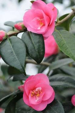 ROUÉ PÉPINIÈRES - Camélia spring awakening - en pot de 1 litre