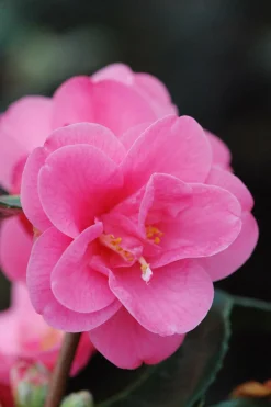 ROUÉ PÉPINIÈRES - Camélia spring awakening - en pot de 5 litres