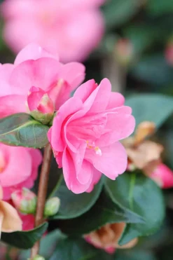 ROUÉ PÉPINIÈRES - Camélia spring awakening - en pot de 5 litres