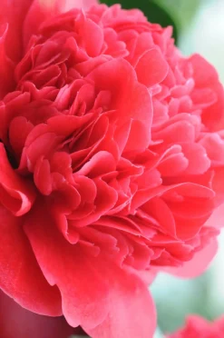 ROUÉ PÉPINIÈRES - Camélia 'takanini' - en pot de 1 litre