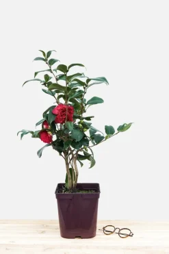ROUÉ PÉPINIÈRES - Camélia 'takanini' - en pot de 1 litre