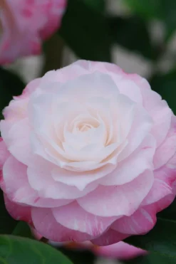 ROUÉ PÉPINIÈRES - Camélia 'tammia' - en pot de 1 litre