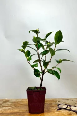 ROUÉ PÉPINIÈRES - Camélia 'tammia' - en pot de 1 litre