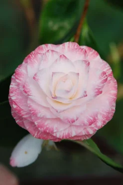 ROUÉ PÉPINIÈRES - Camélia 'tammia' - en pot de 1 litre
