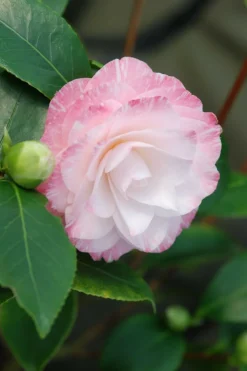 ROUÉ PÉPINIÈRES - Camélia 'tammia' - en pot de 1 litre