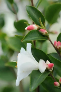 ROUÉ PÉPINIÈRES - Camélia 'transnokoensis' - en pot de 2 litres