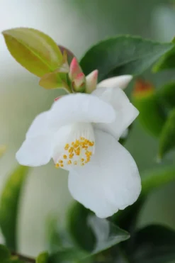 ROUÉ PÉPINIÈRES - Camélia 'transnokoensis' - en pot de 2 litres