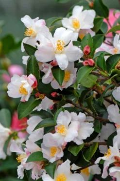 ROUÉ PÉPINIÈRES - Camélia 'transnokoensis' - en pot de 2 litres