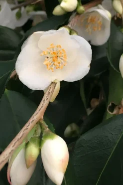 ROUÉ PÉPINIÈRES - Camélia 'tsaii' - en pot de 2 litres