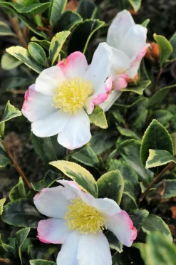 ROUÉ PÉPINIÈRES - Camélia 'variegata ' - en pot de 4 litres