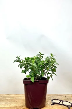 ROUÉ PÉPINIÈRES - Ciste 'silver pink' - en pot de 3 litres