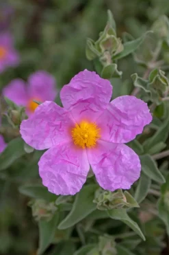 ROUÉ PÉPINIÈRES - Ciste 'silver pink' - en pot de 3 litres