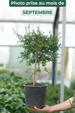 ROUÉ PÉPINIÈRES - Citron caviar finger lime' - en pot de 5 litres