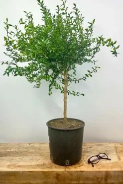 ROUÉ PÉPINIÈRES - Citron caviar finger lime' - en pot de 5 litres