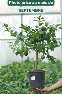 ROUÉ PÉPINIÈRES - Citronnier meyer' - en pot de 5 litres