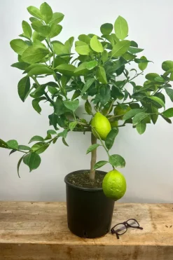 ROUÉ PÉPINIÈRES - Citronnier meyer' - en pot de 5 litres