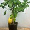 ROUÉ PÉPINIÈRES - Citronnier des 4 saisons - en pot de 5 litres