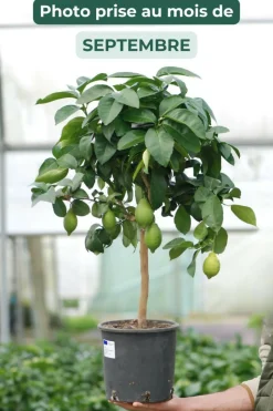 ROUÉ PÉPINIÈRES - Citronnier des 4 saisons - en pot de 5 litres