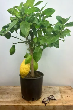 ROUÉ PÉPINIÈRES - Citronnier des 4 saisons - en pot de 5 litres