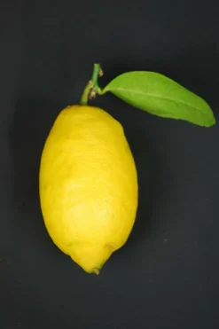 ROUÉ PÉPINIÈRES - Citronnier des 4 saisons - en pot de 5 litres