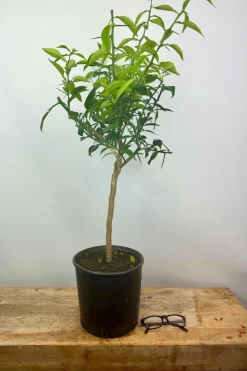 ROUÉ PÉPINIÈRES - Citronnier yuzu' - en pot de 5 litres