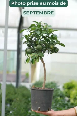 ROUÉ PÉPINIÈRES - Citronnier yuzu' - en pot de 5 litres