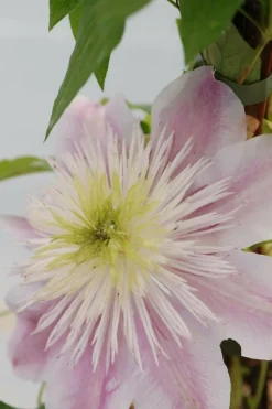 ROUÉ PÉPINIÈRES - Clématite empress ?' - en pot de 3 litres