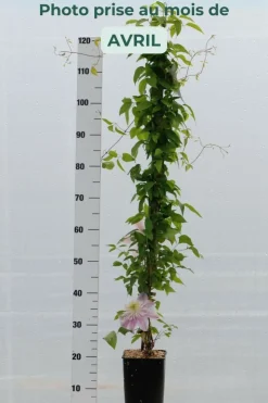 ROUÉ PÉPINIÈRES - Clématite empress ?' - en pot de 3 litres