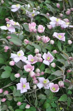 ROUÉ PÉPINIÈRES - Clématite 'mayleen' - en pot de 1,5 litres