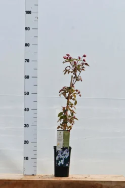 ROUÉ PÉPINIÈRES - Clématite 'mayleen' - en pot de 1,5 litres