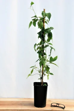 ROUÉ PÉPINIÈRES - Clématite 'mayleen' - en pot de 1,5 litres