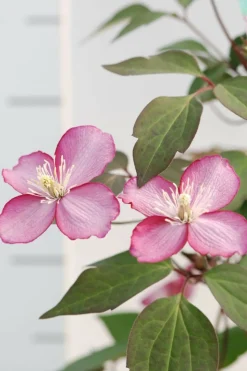 ROUÉ PÉPINIÈRES - Clématite montana 'van gogh' ? - en pot de 3 litres