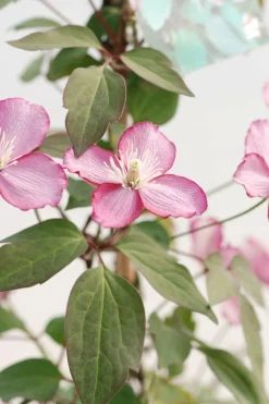ROUÉ PÉPINIÈRES - Clématite montana 'van gogh' ? - en pot de 3 litres